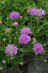 Vivid Violet Pincushion Flower (Scabiosa 'Vivid Violet') at GardenWorks