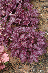 Forever Purple Coral Bells (Heuchera 'Forever Purple') at GardenWorks