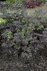 Black Negligee Bugbane (Cimicifuga racemosa 'Black Negligee') at GardenWorks