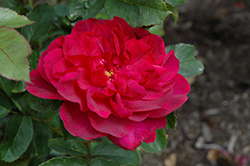 Darcey Bussell Rose (Rosa 'Darcey Bussell') at GardenWorks