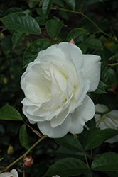 White Licorice Rose (Rosa 'White Licorice') at GardenWorks