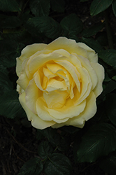 Easy Going Rose (Rosa 'HARflow') at GardenWorks