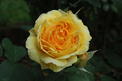 Molineux Rose (Rosa 'Molineux') at GardenWorks