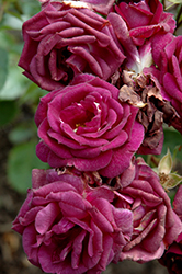Midnight Blue Rose (Rosa 'Midnight Blue') at GardenWorks
