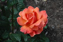 Easy Does It Rose (Rosa 'Easy Does It') at GardenWorks