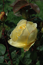 Chi-Ching Rose (Rosa 'Chi-Ching') at GardenWorks