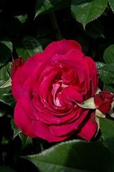 Wild Blue Yonder Rose (Rosa 'Wild Blue Yonder') at GardenWorks