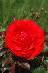 Trumpeter Rose (Rosa 'Mactru') at GardenWorks
