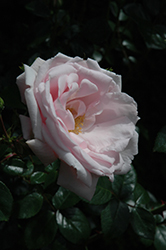 New Dawn Rose (Rosa 'New Dawn') at GardenWorks