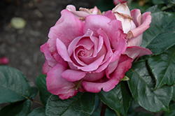 Royal Amethyst Rose (Rosa 'Royal Amethyst') at GardenWorks
