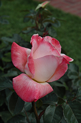 Gemini Rose (Rosa 'Gemini') at GardenWorks