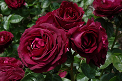 Twilight Zone Rose (Rosa 'WEKebtidere') at GardenWorks