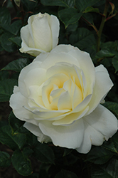 Moondance Rose (Rosa 'Moondance') at GardenWorks
