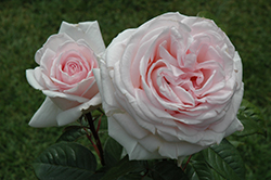 Francis Meilland Rose (Rosa 'Meitroni') at GardenWorks