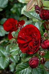 Lava Flow Rose (Rosa 'Lava Flow') at GardenWorks