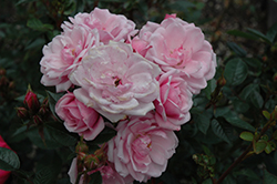 Flower Carpet Appleblossom Rose (Rosa 'Flower Carpet Appleblossom') at GardenWorks