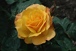 Good As Gold Rose (Rosa 'WEKgobafa') at GardenWorks