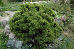 Sherwood Compact Mugo Pine (Pinus mugo 'Sherwood Compact') at GardenWorks