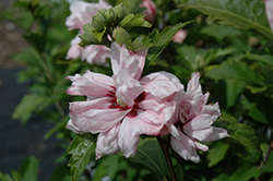Blushing Bride Rose Of Sharon (Hibiscus syriacus 'Blushing Bride') at GardenWorks