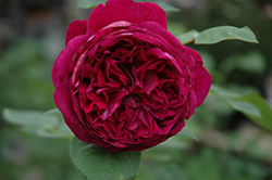Falstaff Rose (Rosa 'Ausverse') at GardenWorks