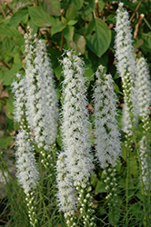 Floristan White Blazing Star (Liatris spicata 'Floristan White') at GardenWorks