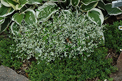 Diamond Frost Euphorbia (Euphorbia 'INNEUPHDIA') at GardenWorks
