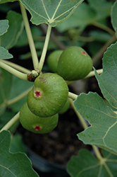Common Fig (Ficus carica) at GardenWorks