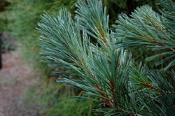 Cesarini Blue Limber Pine (Pinus flexilis 'Cesarini Blue') at GardenWorks