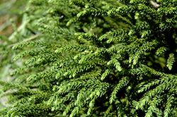 Little Diamond Japanese Cedar (Cryptomeria japonica 'Little Diamond') at GardenWorks