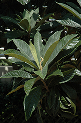 Loquat (Eriobotrya japonica) at GardenWorks