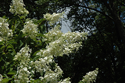 Tardiva Hydrangea (tree form) (Hydrangea paniculata 'Tardiva (tree form)') at GardenWorks