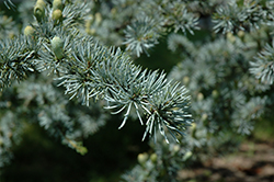 Blue Atlas Cedar (Cedrus atlantica 'Glauca') at GardenWorks