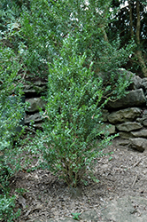Fastigiata Boxwood (Buxus sempervirens 'Fastigiata') at GardenWorks