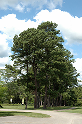 Austrian Pine (Pinus nigra) at GardenWorks