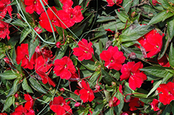 SunPatiens Compact Red New Guinea Impatiens (Impatiens 'SunPatiens Compact Red') at GardenWorks