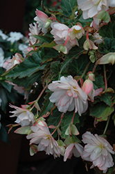 I'Conia Miss Montreal Begonia (Begonia 'I'Conia Miss Montreal') at GardenWorks