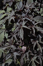 Bright Ideas Black Sweet Potato Vine (Ipomoea batatas 'Bright Ideas Black') at GardenWorks