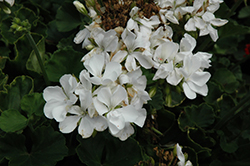 Rocky Mountain White Geranium (Pelargonium 'Rocky Mountain White') at GardenWorks