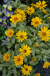 Sunstruck False Sunflower (Heliopsis helianthoides 'Sunstruck') at GardenWorks