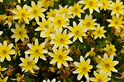 Taka Tuka White and Yellow Center (Bidens ferulifolia 'Taka Tuka White and Yellow') at GardenWorks