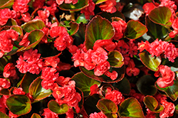Double Up Red Begonia (Begonia 'LEGDBLRED') at GardenWorks