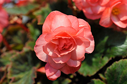 Double Delight Blush Rose Begonia (Begonia 'Kerbespiros') at GardenWorks