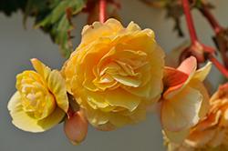 Double Delight Primrose Begonia (Begonia 'Kerbespicup') at GardenWorks