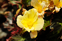 I'Conia Upright Sunshine Begonia (Begonia 'I'Conia Upright Sunshine') at GardenWorks
