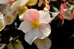 I'Conia Upright White Begonia (Begonia 'I'Conia Upright White') at GardenWorks