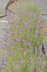 SuperBlue Lavender (Lavandula angustifolia 'SuperBlue') at GardenWorks