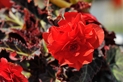 I'Conia Red Begonia (Begonia 'I'Conia Red') at GardenWorks