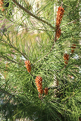 Japanese Black Pine (Pinus thunbergii) at GardenWorks