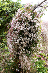 Climbing Jasmine (Jasminum polyanthum) at GardenWorks