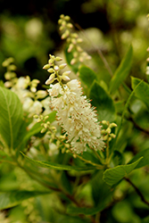 Summersweet (Clethra alnifolia) at GardenWorks